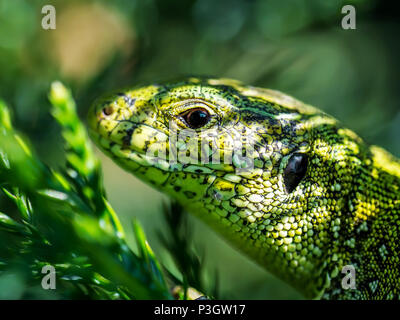 Männliche Lacerta agilis Zauneidechse Reptilien Tier Makro Nahaufnahme Porträt Stockfoto