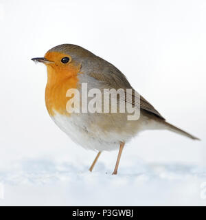 Schöne Robin Redbreast/Rotkehlchen (Erithacus Rubecula) sitzt im Schnee auf dem Boden, flauschige Gefieder, kalte Winter, Tierwelt, Europa. Stockfoto