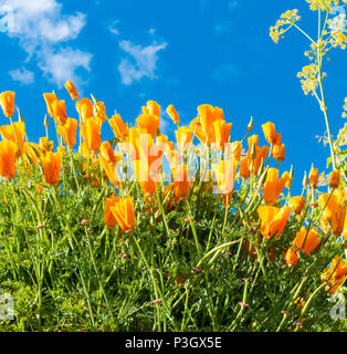 Kalifornischer Mohn (Eschscholzia californica) wild wachsen auf Gran Canaria, Kanarische Inseln, Spanien Stockfoto