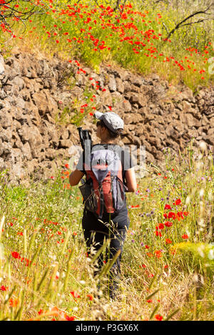 Weibliche Wanderer auf dem Berg Wanderweg in wildflower Meadow mit Mohn in Blüte auf Gran Canaria, Kanarische Inseln, Spanien Stockfoto