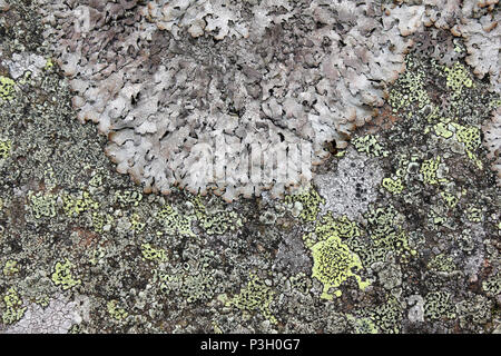 Parmelia saxatilis (Rosette) und Rhizocarpon geographicum (grün) Flechten, Denbighshire Mauren, Wales Stockfoto