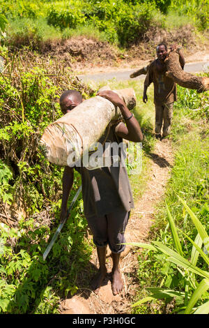 Männer mit Holz illegal Abgemeldet Plateau Zomba, Malawi