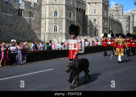 Windsor, Großbritannien. 18 Juni, 2018. Domhnall, die sechs Jahre alten Irischen Wolfshund Maskottchen der Irish Guards, führt die Welsh Guards Band und der Irish Guards zurück zu Victoria Kaserne nach der jährlichen Zeremonie der Reihenfolge der Strumpfband auf Schloss Windsor. Credit: Mark Kerrison/Alamy leben Nachrichten Stockfoto