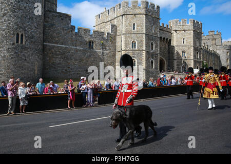 Windsor, Großbritannien. 18 Juni, 2018. Domhnall, die sechs Jahre alten Irischen Wolfshund Maskottchen der Irish Guards, führt die Welsh Guards Band und der Irish Guards zurück zu Victoria Kaserne nach der jährlichen Zeremonie der Reihenfolge der Strumpfband auf Schloss Windsor. Credit: Mark Kerrison/Alamy leben Nachrichten Stockfoto