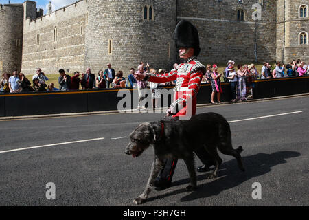 Windsor, Großbritannien. 18 Juni, 2018. Domhnall, die sechs Jahre alten Irischen Wolfshund Maskottchen der Irish Guards, führt die Welsh Guards Band und der Irish Guards zurück zu Victoria Kaserne nach der jährlichen Zeremonie der Reihenfolge der Strumpfband auf Schloss Windsor. Credit: Mark Kerrison/Alamy leben Nachrichten Stockfoto