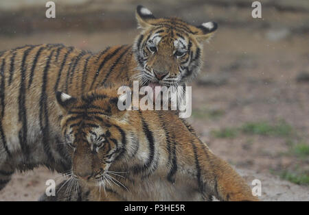 Shenyan, Shenyan, China. 18 Juni, 2018. Shenyang, China, 18. Juni 2018: Sibirische Tiger kann in Shenyang, Provinz Liaoning im Nordosten Chinas. Credit: SIPA Asien/ZUMA Draht/Alamy leben Nachrichten Stockfoto