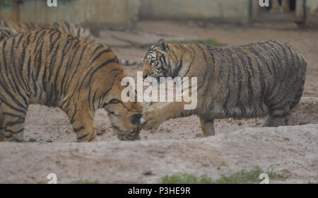 Shenyan, Shenyan, China. 18 Juni, 2018. Shenyang, China, 18. Juni 2018: Sibirische Tiger kann in Shenyang, Provinz Liaoning im Nordosten Chinas. Credit: SIPA Asien/ZUMA Draht/Alamy leben Nachrichten Stockfoto