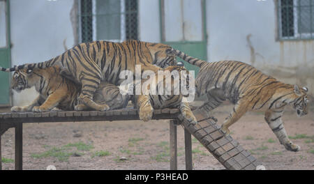 Shenyan, Shenyan, China. 18 Juni, 2018. Shenyang, China, 18. Juni 2018: Sibirische Tiger kann in Shenyang, Provinz Liaoning im Nordosten Chinas. Credit: SIPA Asien/ZUMA Draht/Alamy leben Nachrichten Stockfoto