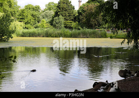 St. James Park. London, Großbritannien. 19 Juni, 2018. See in St. James Park bedeckt in Duckweeds (Lemnoideae) Credit: Dinendra Haria/Alamy leben Nachrichten Stockfoto