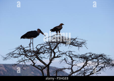 Marabu Leptoptilos crumeniferus und Tawny Eagle Aquila rapax Nebeneinander hocken in der Haube von hohen Baum in Südafrika Stockfoto