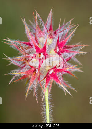 Red Stars. Wilde Pflanze in ihrer natürlichen Umgebung fotografiert. Stockfoto