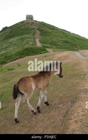 Rame Head Landspitze, wilden Dartmoor Ponys durch den National Trust freigegeben zum Grasen Gebiet von außergewöhnlicher natürlicher Schönheit. Südwesten Cornwall. De 2010 s HOMER SYKES. Stockfoto