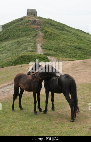 Rame Head Landspitze, wilden Dartmoor Ponys durch den National Trust freigegeben zum Grasen Gebiet von außergewöhnlicher natürlicher Schönheit. Südwesten Cornwall. De 2010 s HOMER SYKES. Stockfoto