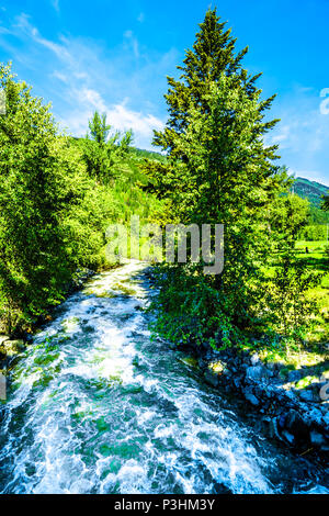Feder Run-Off in einen Bach entlang der Heffley-Louis Creek Road zwischen Whitecroft und Barierre in der Shuswap Hochland von British Columbia, Kanada Stockfoto