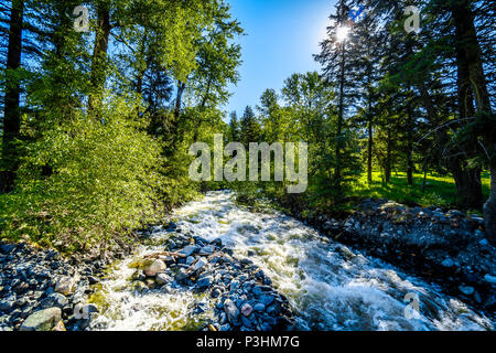 Feder Run-Off in einen Bach entlang der Heffley-Louis Creek Road zwischen Whitecroft und Barierre in der Shuswap Hochland von British Columbia, Kanada Stockfoto