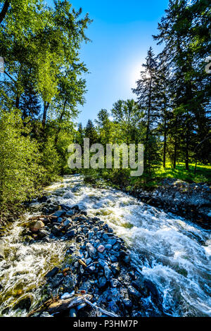 Feder Run-Off in einen Bach entlang der Heffley-Louis Creek Road zwischen Whitecroft und Barierre in der Shuswap Hochland von British Columbia, Kanada Stockfoto