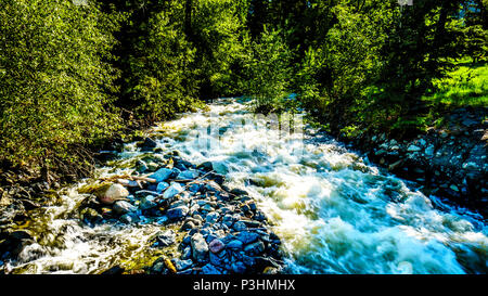 Feder Run-Off in einen Bach entlang der Heffley-Louis Creek Road zwischen Whitecroft und Barierre in der Shuswap Hochland von British Columbia, Kanada Stockfoto