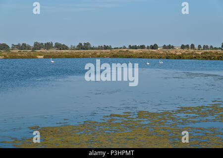 Sallt Verdunstung Teich in Ludo. Algarve, Portugal Stockfoto