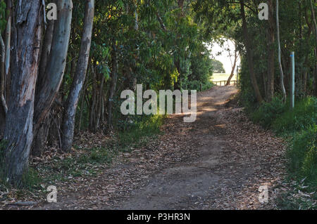 Wanderweg Sao Lourenco Trail im Ludo-Quinta do Lago. Algarve, Portugal Stockfoto