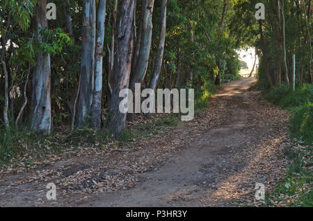 Wanderweg Sao Lourenco Trail im Ludo-Quinta do Lago. Algarve, Portugal Stockfoto