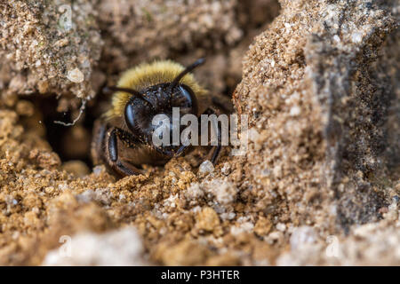 UK Wildlife: Schokolade Bergbau Biene (Andrena scotica) am Eingang zu einem sandigen Tunnel Nest Stockfoto