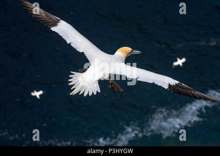 Basstölpel (Morus bassanus) im Flug soaring über Wasser des Atlantischen Ozeans Stockfoto