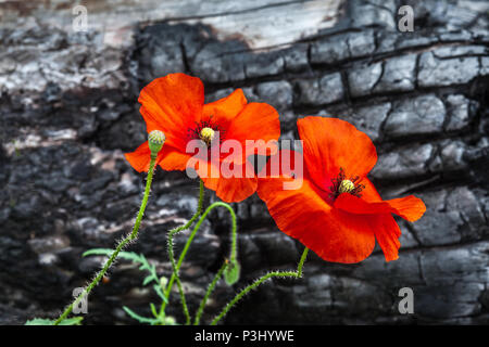 Zwei Mohnblumen und verkohlten Stamm Hintergrund Stockfoto