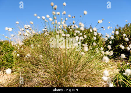 Die fruchtkörper Pflanze des Wollgras, Eriophorum angustifolium, weht im Wind auf das Moor in der Nähe von Altnabreac, Caithness, Schottland. 29. Mai 2018 Stockfoto