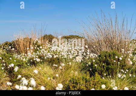 Die fruchtkörper Pflanze des Wollgras, Eriophorum angustifolium, weht im Wind auf das Moor in der Nähe von Altnabreac, Caithness, Schottland. 29. Mai 2018 Stockfoto