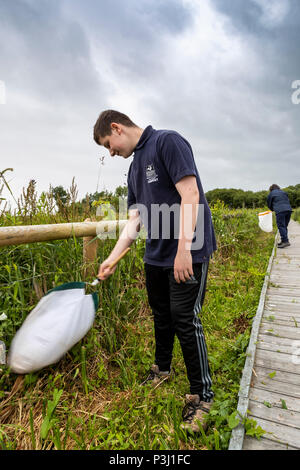 16:00 Uhr Samstag, 16. Juni 2018. Magor Marsh Nature Reserve, Magor, South Wales. UK Wetter regen Gewitter verwöhnen die geplante Familientag und Kinder Bioblitz Stockfoto