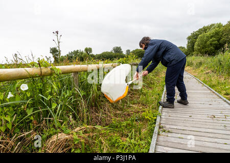 16:00 Uhr Samstag, 16. Juni 2018. Magor Marsh Nature Reserve, Magor, South Wales. UK Wetter regen Gewitter verwöhnen die geplante Familientag und Kinder Bioblitz Stockfoto