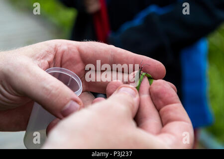 16:00 Uhr Samstag, 16. Juni 2018. Magor Marsh Nature Reserve, Magor, South Wales. UK Wetter regen Gewitter verwöhnen die geplante Familientag und Kinder Bioblitz Stockfoto