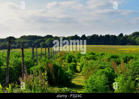 Öffentlichen Fußweg im südlichen Landschaft Landschaft Stockfoto