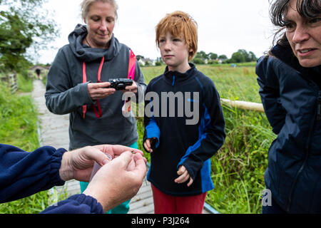 16:00 Uhr Samstag, 16. Juni 2018. Magor Marsh Nature Reserve, Magor, South Wales. UK Wetter regen Gewitter verwöhnen die geplante Familientag und Kinder Bioblitz Stockfoto