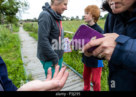 16:00 Uhr Samstag, 16. Juni 2018. Magor Marsh Nature Reserve, Magor, South Wales. UK Wetter regen Gewitter verwöhnen die geplante Familientag und Kinder Bioblitz Stockfoto