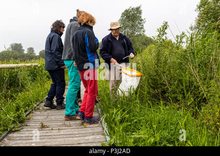 16:00 Uhr Samstag, 16. Juni 2018. Magor Marsh Nature Reserve, Magor, South Wales. UK Wetter regen Gewitter verwöhnen die geplante Familientag und Kinder Bioblitz Stockfoto
