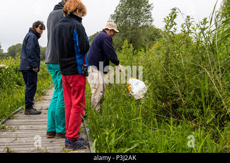 16:00 Uhr Samstag, 16. Juni 2018. Magor Marsh Nature Reserve, Magor, South Wales. UK Wetter regen Gewitter verwöhnen die geplante Familientag und Kinder Bioblitz Stockfoto