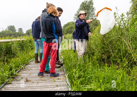 16:00 Uhr Samstag, 16. Juni 2018. Magor Marsh Nature Reserve, Magor, South Wales. UK Wetter regen Gewitter verwöhnen die geplante Familientag und Kinder Bioblitz Stockfoto