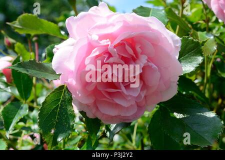 Rosa glücklichen Ruhestand zarten Rosa süß duftenden tantoras Rose Stockfoto