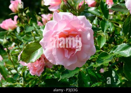 Rosa glücklichen Ruhestand zarten Rosa süß duftenden tantoras Rose Stockfoto