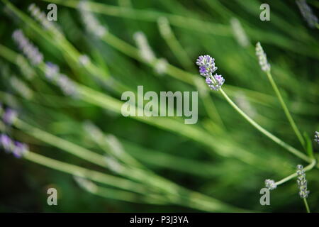 Dieses kleine Lavendel Blume Stand up stolz zeigt seine individuelle Persönlichkeit Stockfoto