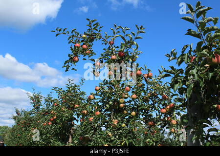 Den Tag mit meiner Familie Reisinger Apple's Land verbracht. Sehr schön Apple Orchard in Watkins Glen, New York entfernt Stockfoto