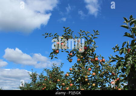 Den Tag mit meiner Familie Reisinger Apple's Land verbracht. Sehr schön Apple Orchard in Watkins Glen, New York entfernt Stockfoto