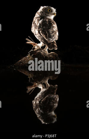 Athene noctua Eule kleine Eule thront auf einem Felsen in der Nacht, mit Spiegelbild im Wasser essen eine Heuschrecke, Insekt Stockfoto