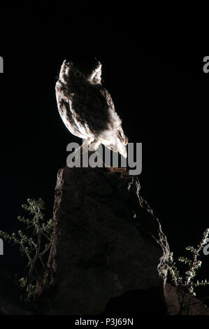 Athene noctua Eule, nachts auf einem Felsen thront, kleine Eule Stockfoto
