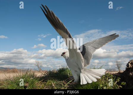 Schwarz - geschultert Kite (Elanus caeruleus), mit offenen Flügeln und Landschaft Stockfoto