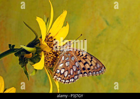 Detail eines Coronis Fritillary Butterfly auf einer Balsamroot Wildblume in Oregon Cascade Mountains. Stockfoto