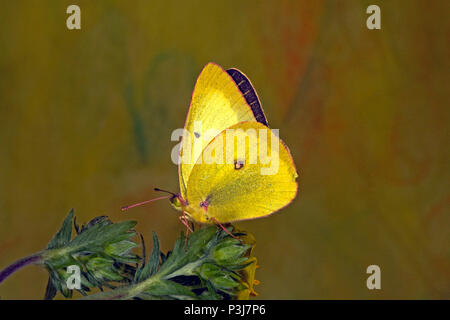 Porträt einer getrübt Schwefel Schmetterling, Colias philodice, Vorbereitung Nektar aus einer Wildflower in der metolius Becken in Oregon Cascade zu trinken Stockfoto