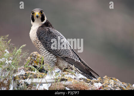 Wanderfalke auf dem Felsen. Raubvogel, weiblichen Porträt, Falco peregrinus Stockfoto