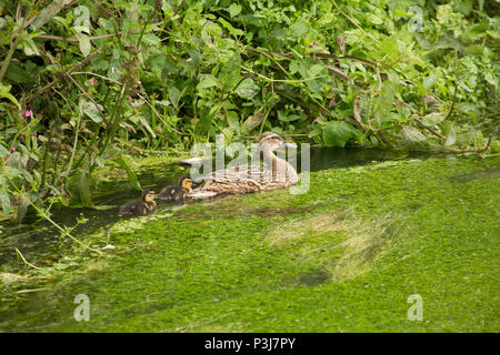 Eine weibliche, oder Henne, Stockente, Anas platyrhynchos, mit zwei Entenküken auf chalkstream Shreen Wasser unterhalb der kleinen Stadt nur in Wiltshire. Die bankside Stockfoto